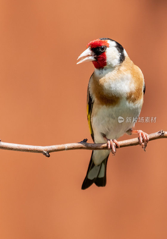 欧洲金翅雀（Carduelis carduelis）